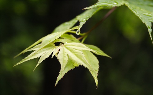 程序中两个main函数调用